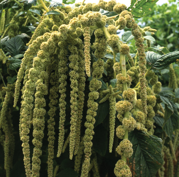 Amaranthus Viridus
