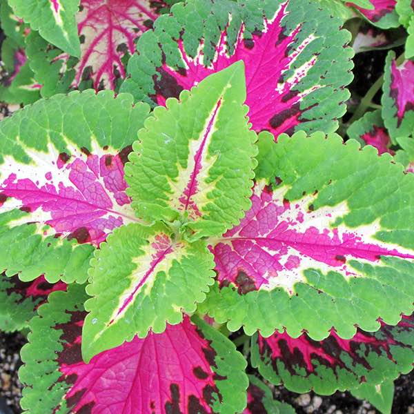 Coleus 'Wizard Rose'