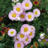 Erigeron Pink Jewel - Fleabane