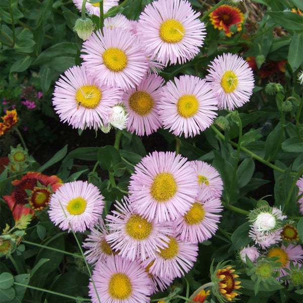 Erigeron Pink Jewel - Fleabane