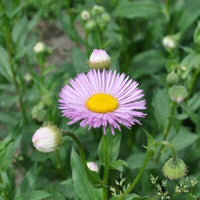 Erigeron Pink Jewel - Fleabane