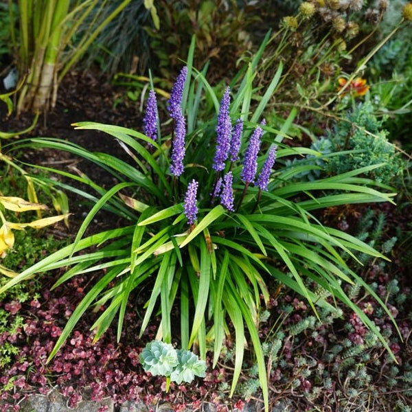 Liriope muscari