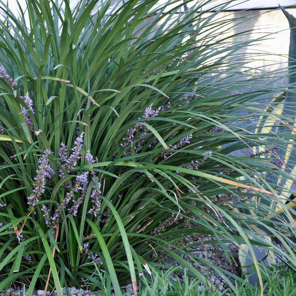 Liriope gigantea
