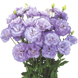 Lisianthus 'Celeb 2 Orchid'
