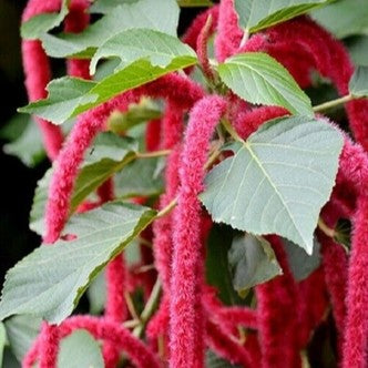 Amaranthus 'Love lies bleeding'