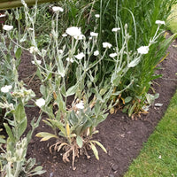 Lychnis coronaria 'Alba'