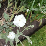 Lychnis coronaria 'Alba'