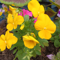 Pansy 'Clear crystal yellow'