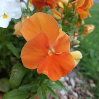 Pansy 'Clear crystal orange'