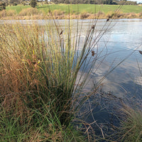 Juncus Usitatus