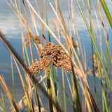 Juncus Usitatus