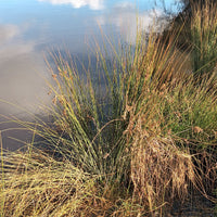 Juncus Usitatus