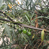 Solanum laciniatum - Kangaroo Apple