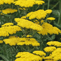 Achillea 'Cloth of Gold'