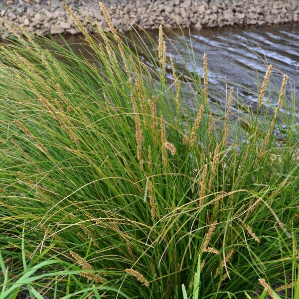 Carex Appressa - Sedge Grass
