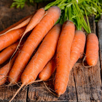 Carrot 'All Season'