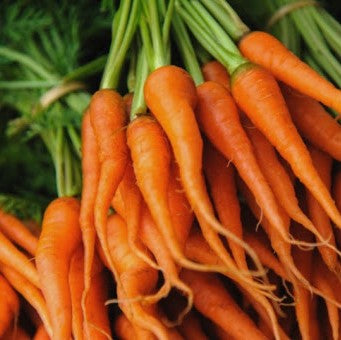 Carrot 'Little Fingers'