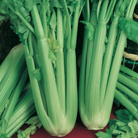 Celery 'Hornet'