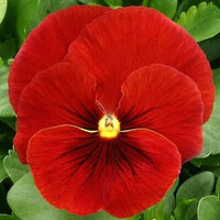 Pansy 'Clear crystal red'