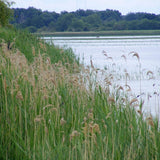 Phragmites Australis - Common Reed