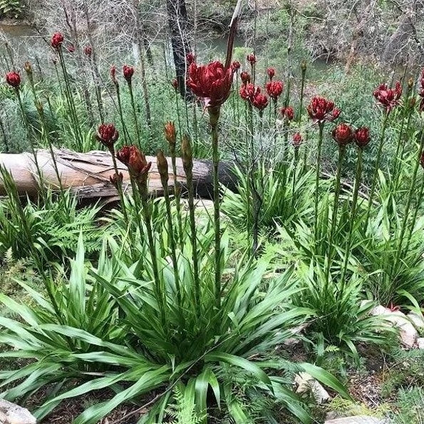 Doryanthes excelsa – Gymea Lily