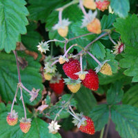 Alpine Strawberry - Fragaria vesca ali-baba