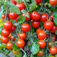 Garden Delight Tomato