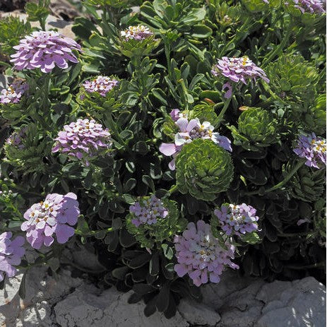 Candytuft 'Gibraltarica'