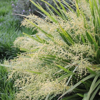 Lomandra hystrix - Mat rush