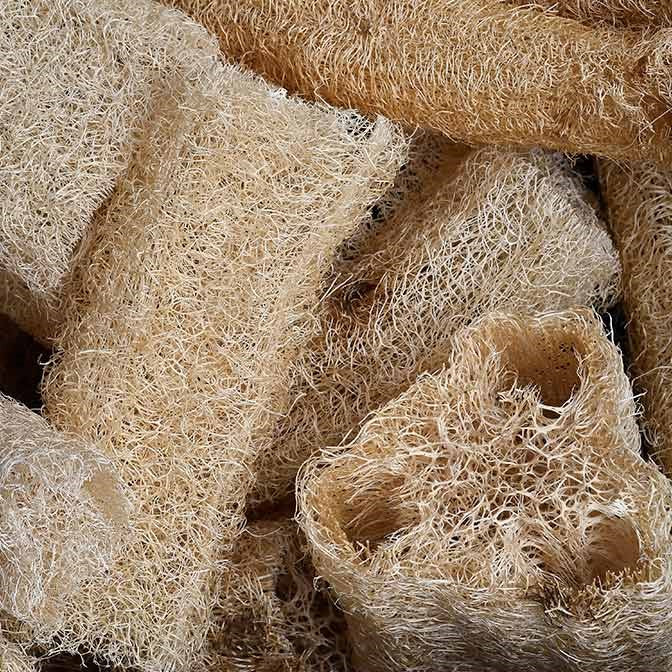Gourd 'Luffa cylindrica' – Seed Street Australia