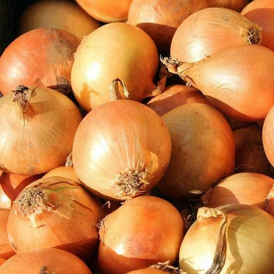 Onion Early Pukekohe Long Keeper
