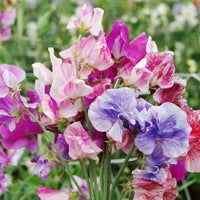 Sweet Pea Spencer Mix Stripes