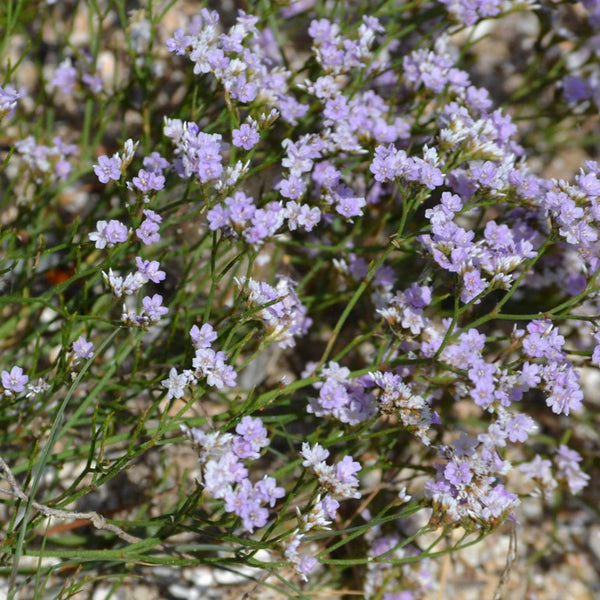 Statice 'Caspia sea mist'