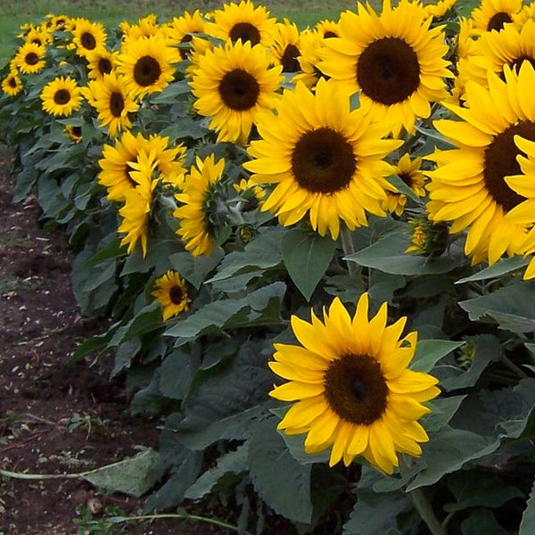 Sunflower Sunny (Pot)