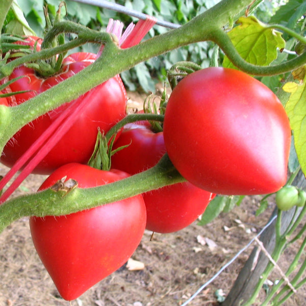 Tomato Oxheart Red