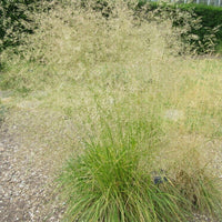 Deschampsia Cespitosa - Tufted Hair Grass