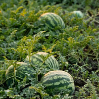 Watermelon 'Bush jubilee'