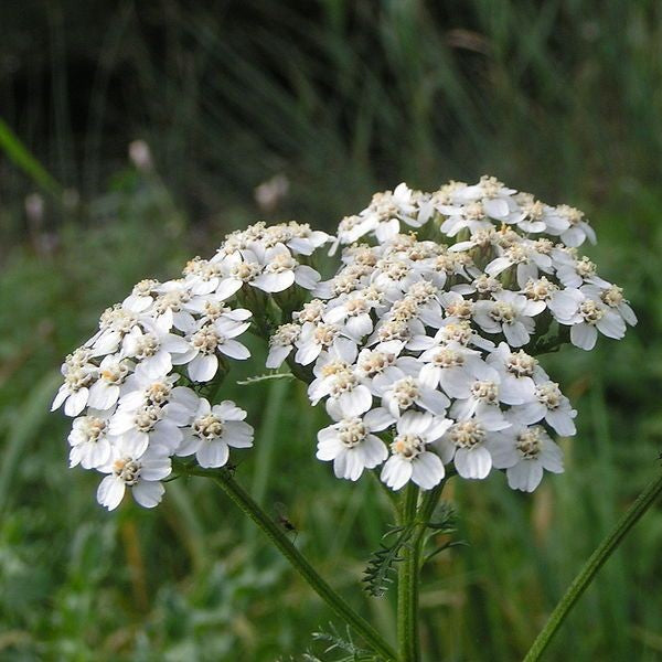Yarrow Yarrow