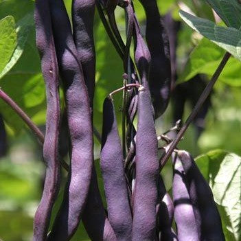 Bean 'Purple King'