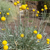 Billy Buttons - Pycnosorus globosus