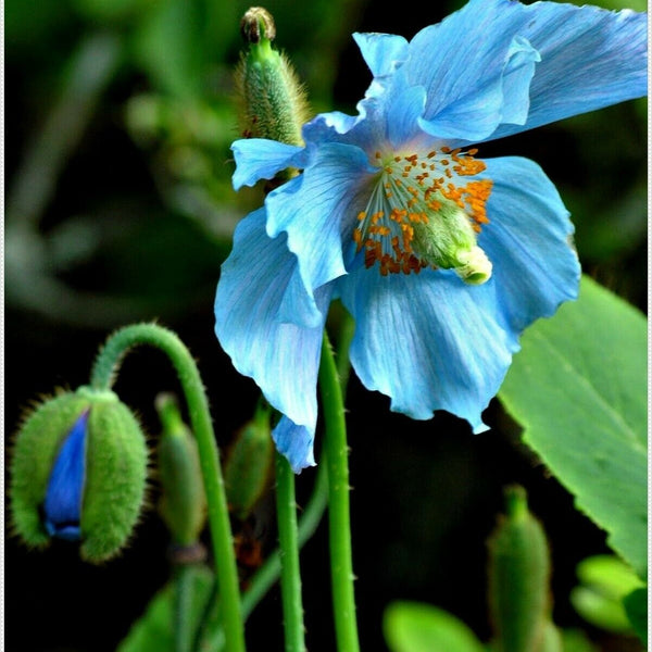 Blue Himalayan Poppy