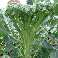 Broccoli 'De Ciccio'