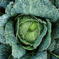 Cabbage 'Savoy Green Vertus'