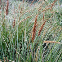 Carex Appressa - Sedge Grass