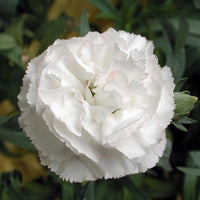 Carnation Grenadin White 'Double'