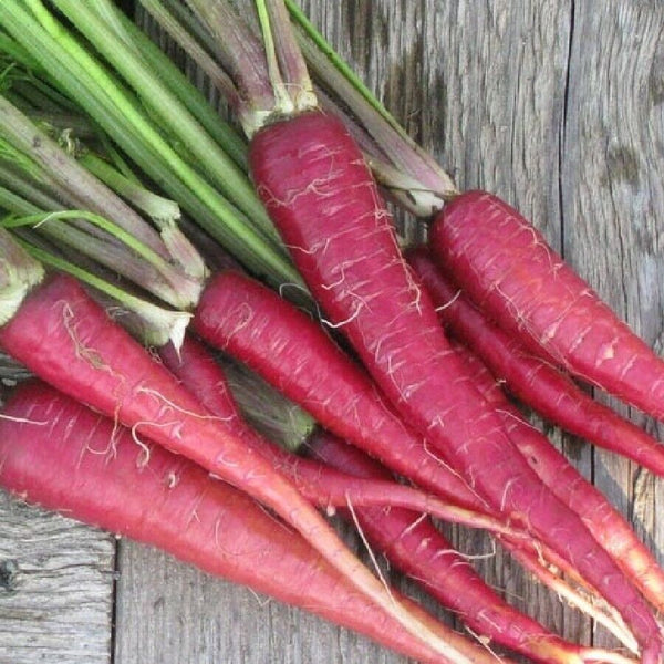 Carrot 'Atomic red'