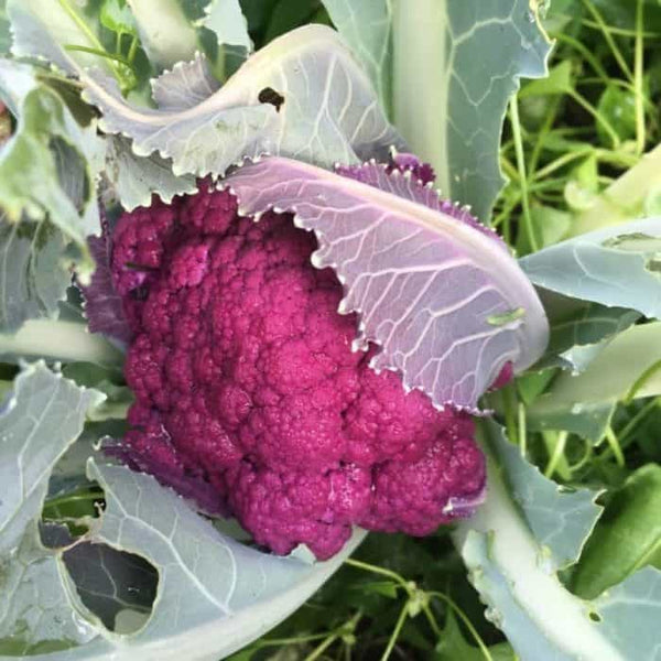 Cauliflower 'Purple sicily'