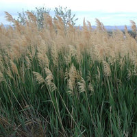 Phragmites Australis - Common Reed