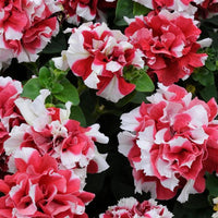 Petunia 'Duo Red and White Double'