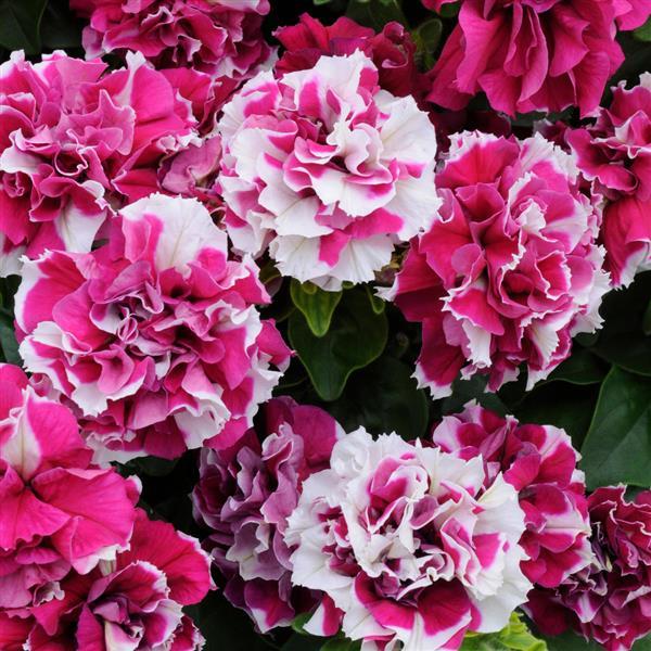 Petunia 'Duo Rose and White Double'
